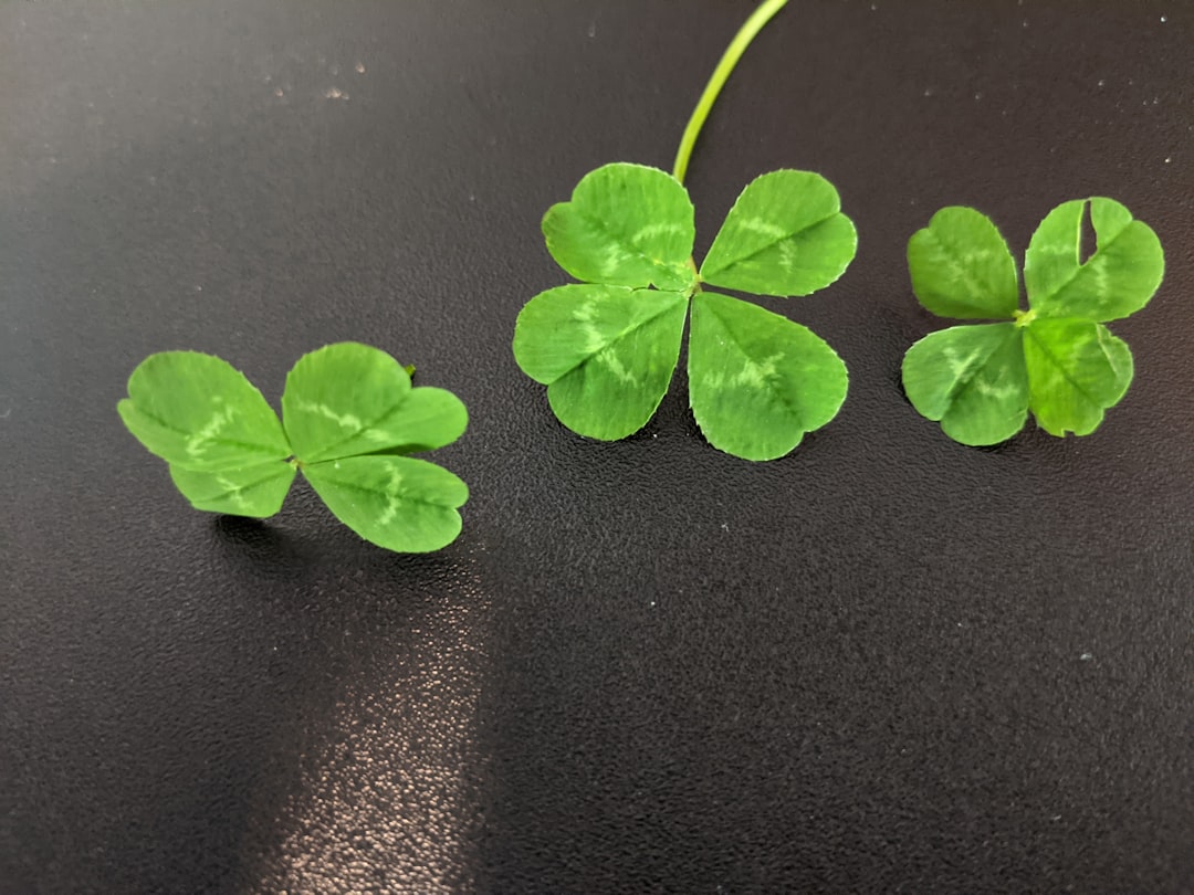 Photo Four-leaf clover